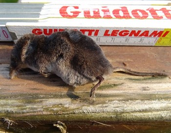 Crocidura leucodon?  No, Sorex antinorii